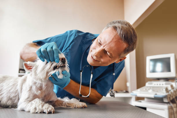 Best Emergency Root Canal Treatment in Elkhart Lake, WI